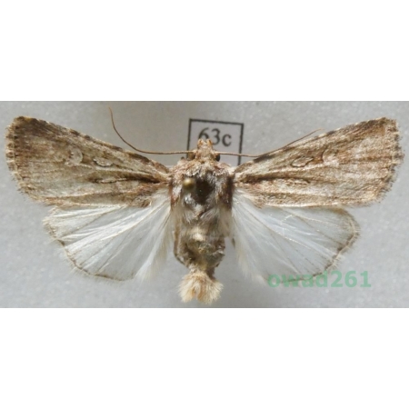 Dichagyris signifera (Denis & Schiffermüller, 1775) Czech63c